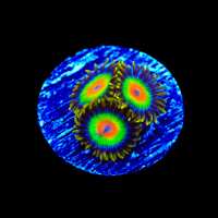 Read Top Shelf Aquatics Reviews