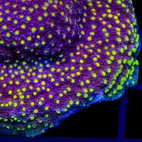 Read Top Shelf Aquatics Reviews