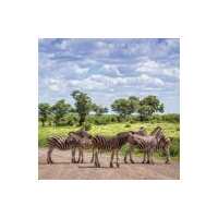 Lesen FairAway Travel GmbH Bewertungen