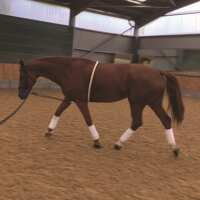 Read Discount Equestrian UK Ltd Reviews