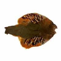 Read Sporting Saint Limited Reviews