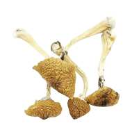 Read Canada Shrooms Reviews