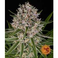 Read SEEDSMAN Reviews