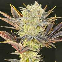 Read SEEDSMAN Reviews