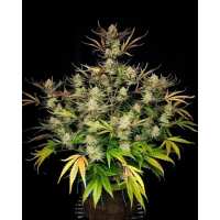 Read SEEDSMAN Reviews