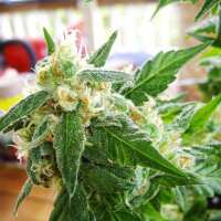Read SEEDSMAN Reviews