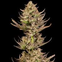 Read SEEDSMAN Reviews