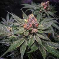 Read SEEDSMAN Reviews