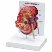 Read AnatomyStuff Reviews