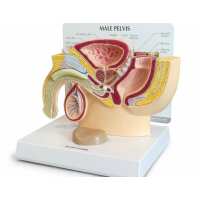 Read AnatomyStuff Reviews