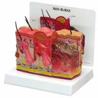 Read AnatomyStuff Reviews