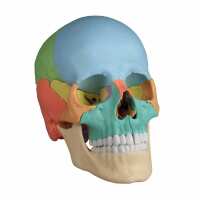 Read AnatomyStuff Reviews