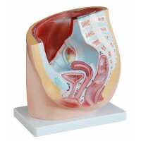 Read AnatomyStuff Reviews