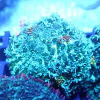 Read Kraken Corals Reviews