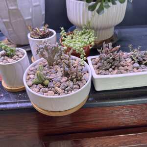 Succulents Depot 5 star review on 10th June 2024
