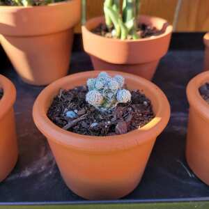 Succulents Depot 5 star review on 18th May 2024