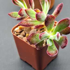 Succulents Depot 5 star review on 9th May 2024