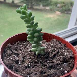 Succulents Depot 5 star review on 29th May 2024