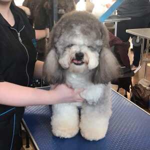 Groomers Online 5 star review on 4th November 2019