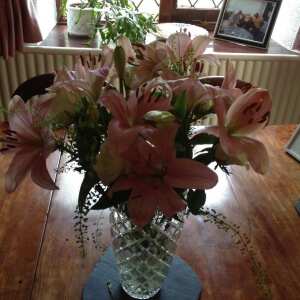 Debenhams Flowers 5 star review on 24th November 2016