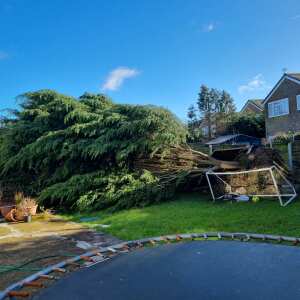 Bardsey Tree Services 5 star review on 23rd March 2022