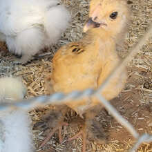 Buff laced brahma chicks - Roobeez