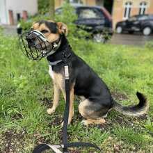 Review Image - Klassisches Hundehalsband mit abstehender Innenfütterung - Nero Schwarz XS / 3cm