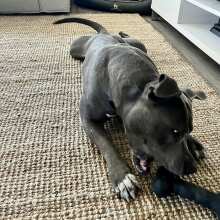 Überprüfen Sie das Bild - Extreme Bone: Robustes, Naturkautschuk Kau-Spielzeug für Hunde mit Beef-Duft, BPA- und Giftstofffrei