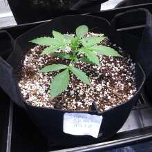 Review Image - Super Skunk Auto Feminised Seeds