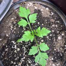 Image de révision - Meringue Feminised Seeds