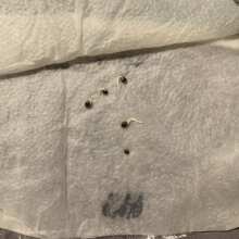 Review Image - Bruce Banger Feminised Seeds