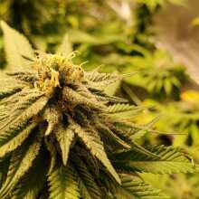 Review Image - Gelat.OG Feminised Seeds