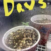 Review Image - Northern Lights x Skunk Feminised Seeds - 5