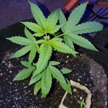 Review Image - Bruce Banger Feminised Seeds