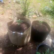 Review Image - Hawaii Maui Waui Feminised Seeds - 5