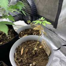 Überprüfen Sie das Bild - Purplediol CBD Auto Feminised Seeds