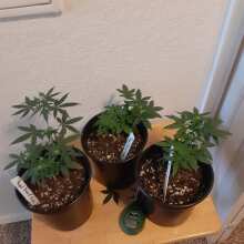 Review Image - Royal Dwarf Auto Feminised Seeds