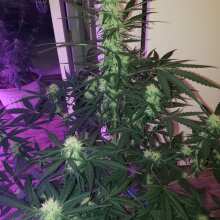 Review Image - Super Hash Auto Feminised Seeds