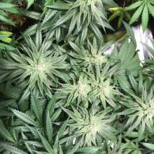 Review Image - C99 x Blueberry FAST Feminised Seeds
