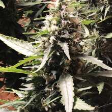 Image de révision - Northern Light Regular Seeds - 10