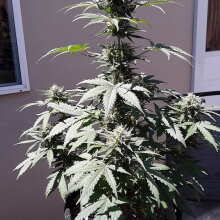 Review Image - Master Kush Auto Feminised Seeds