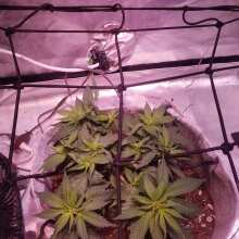 Review Image - Badazz OG Cheese Feminised Seeds