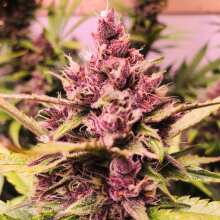 Review Image - Blackberry Kush Auto Feminised Seeds