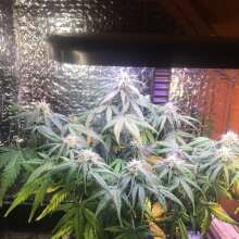 Review Image - Sweet Mix Auto Feminised Seeds - 10