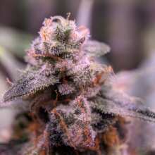 Review Image - Automatik Collection #1 Auto Feminised Seeds - 6