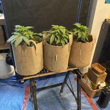 Image de révision - Wild Thailand Feminised Seeds