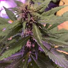 Review Image - Black Cream Auto Feminised Seeds