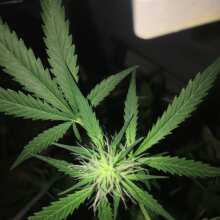 Review Image - Cream Cookies Auto Feminised Seeds