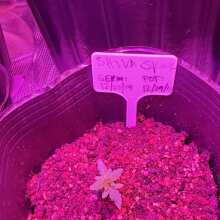 Review Image - Shiva Skunk Feminised Seeds