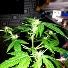 Review Image - White Widow Auto Feminised Seeds
